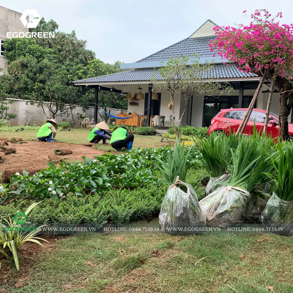 Cây xanh không phải “bùa may”, mà là một phần của nhịp sống.